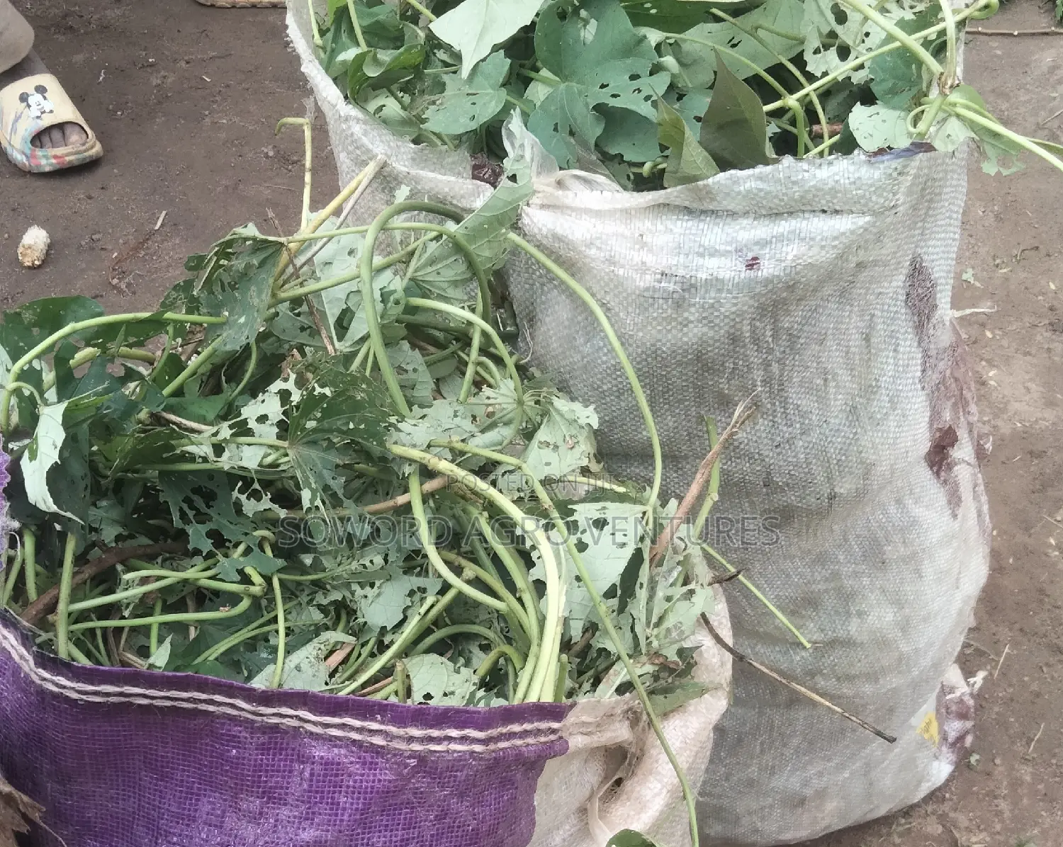 Hybrid Sweet Potato Vines