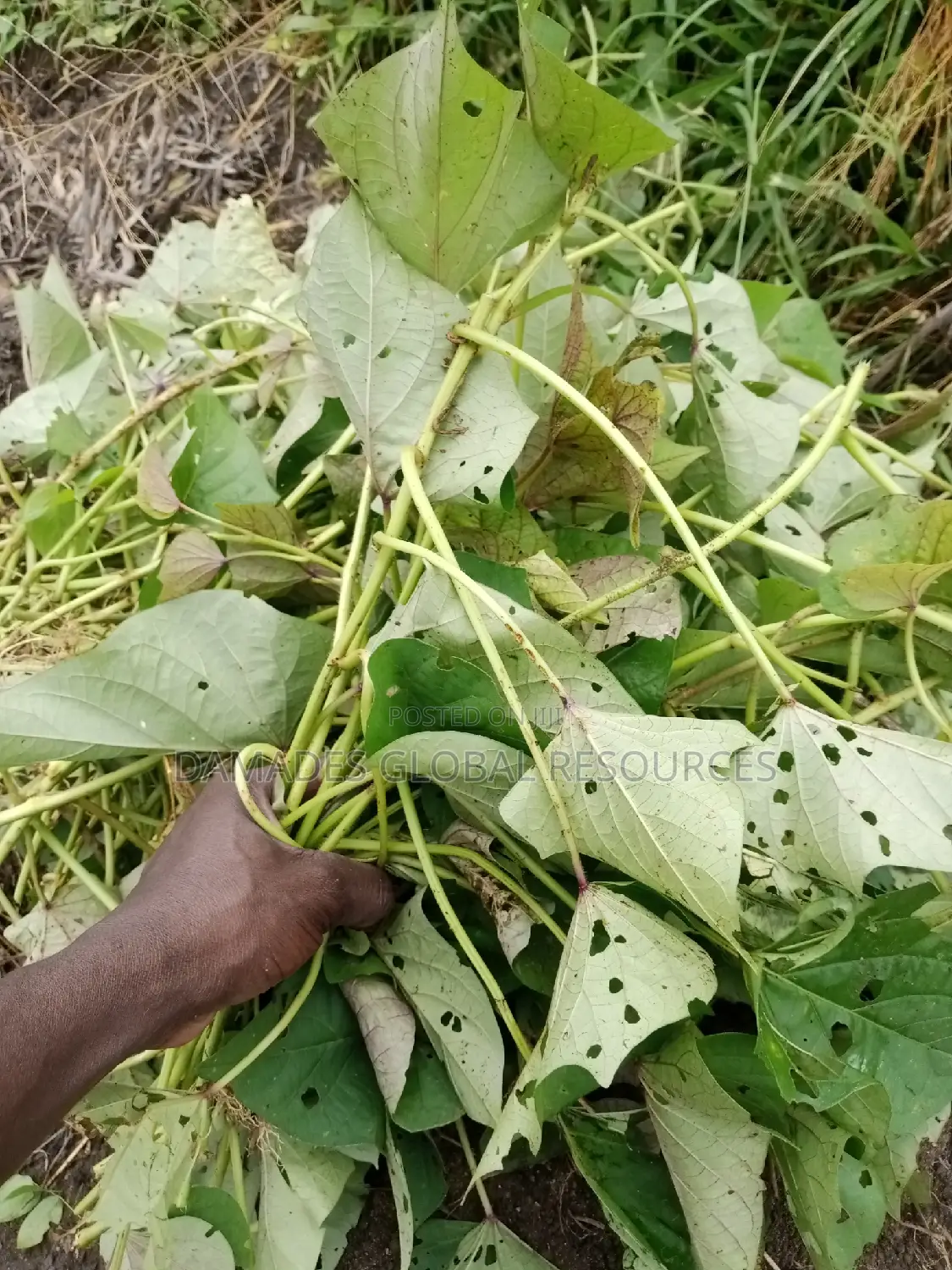 Sweet Potatoes Stem Cuttings