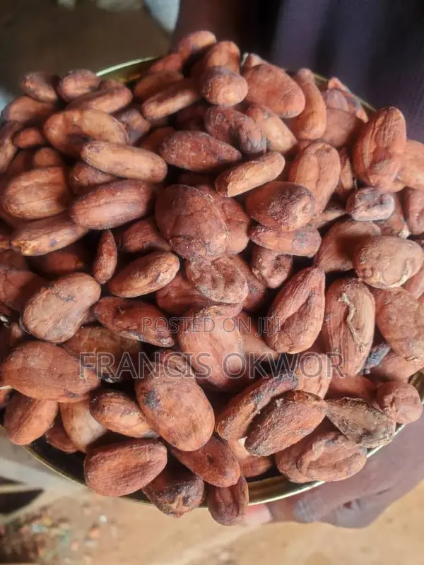 Cocoa Bean Seed