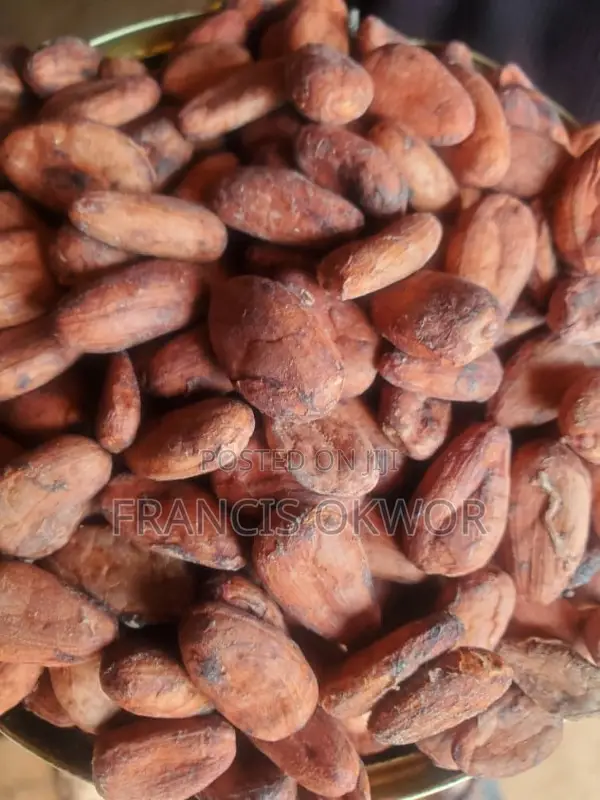 Cocoa Bean Seed