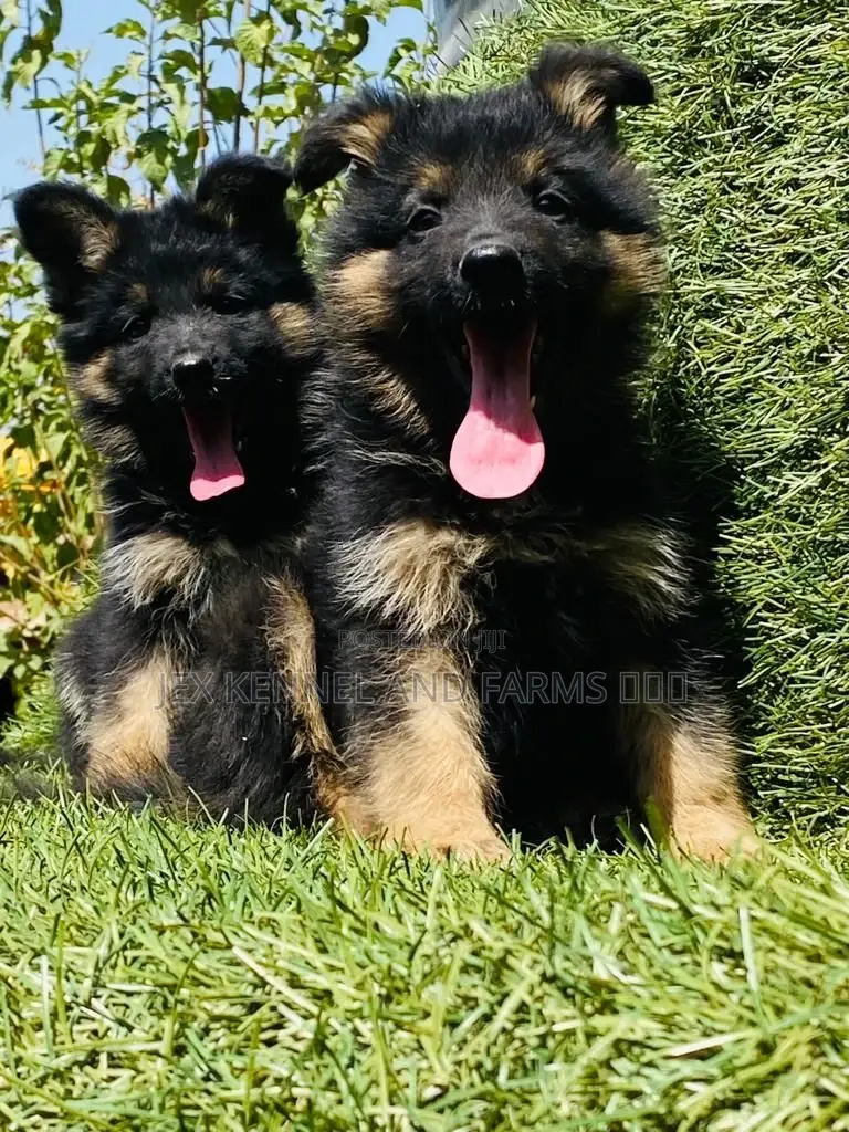 1-3 months Female Purebred German Shepherd