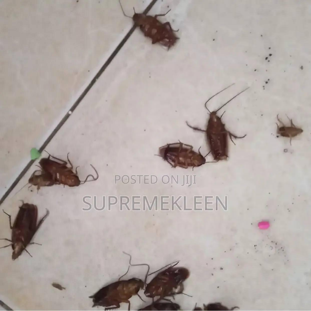 Pests Control Expert, We Eradicate Pest Instantly