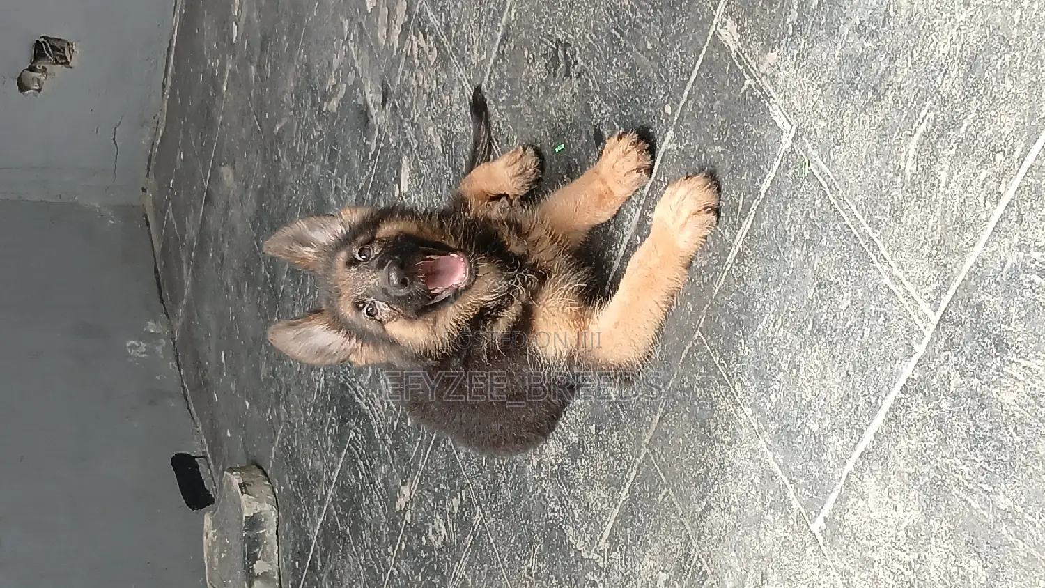 1-3 months Male Purebred German Shepherd