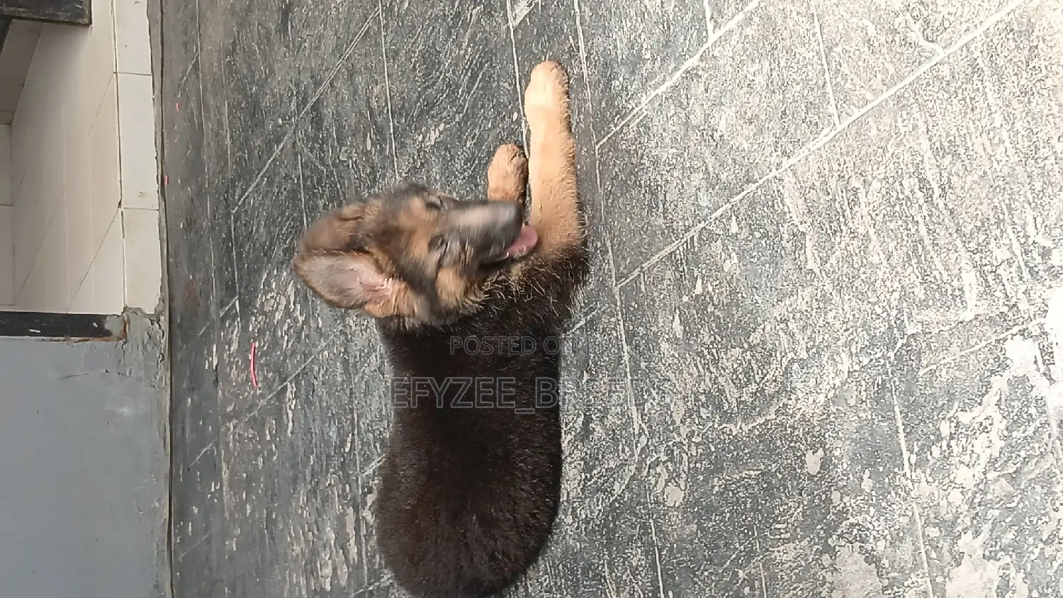 1-3 months Male Purebred German Shepherd