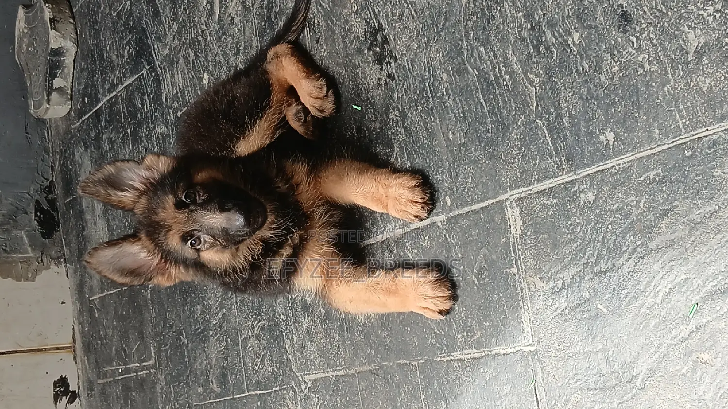 1-3 months Male Purebred German Shepherd