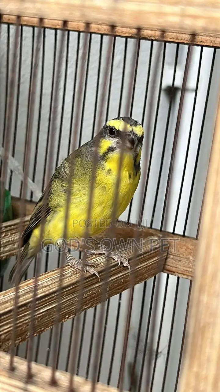 Lovely Well Sounds Canaries Are Available