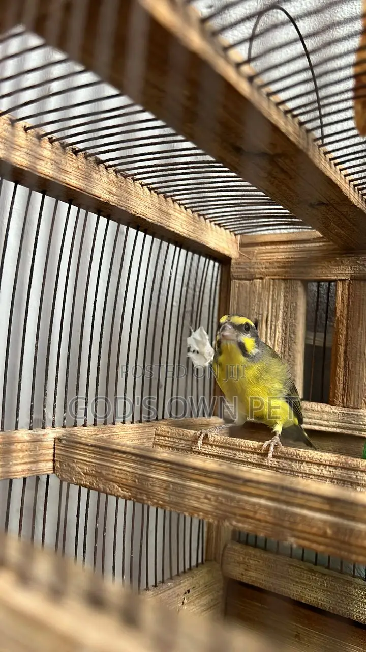 Lovely Well Sounds Canaries Are Available