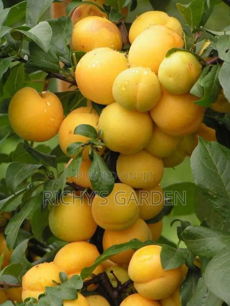 Yellow English Plum Trees for Sale