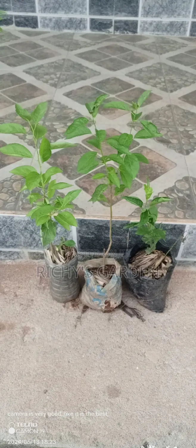 Yellow English Plum Trees for Sale