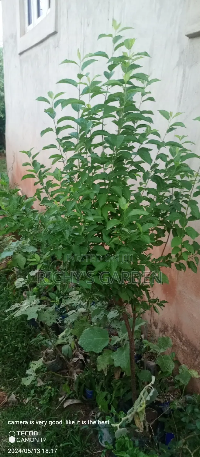 Yellow English Plum Trees for Sale