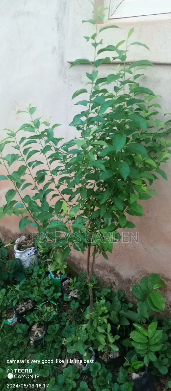 Yellow English Plum Trees for Sale