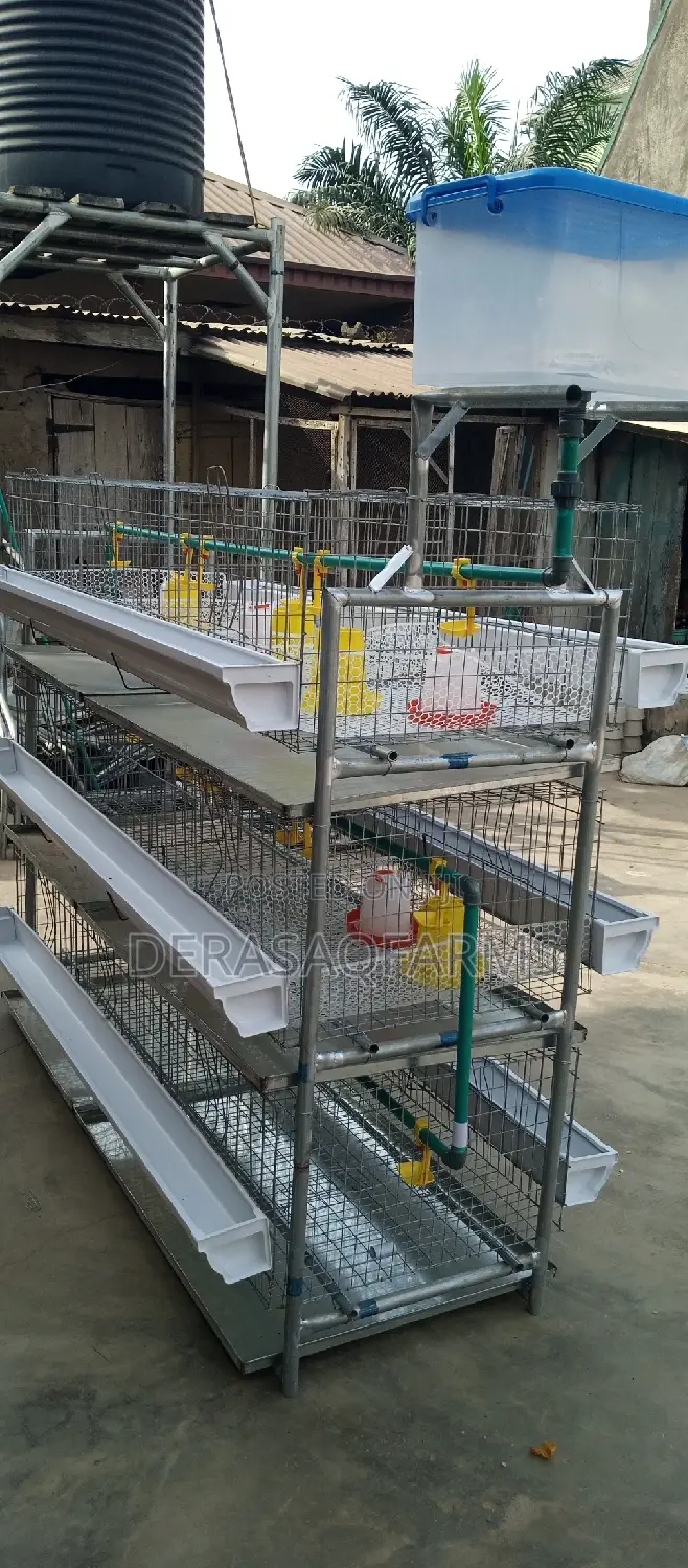 Day Old Cage to Adult Birds