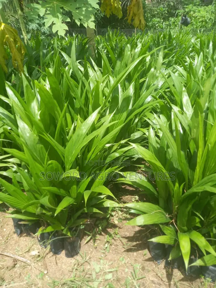 High Yielding Tenera Oilpalm Seedlings