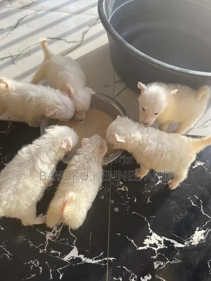1-3 months Female Purebred American Eskimo