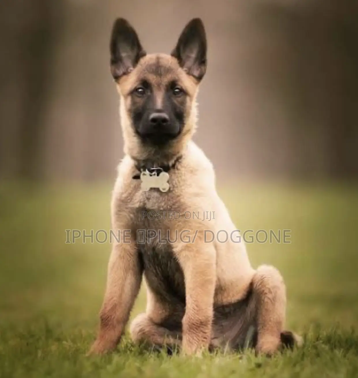 1-3 months Female Purebred Belgian Malinois