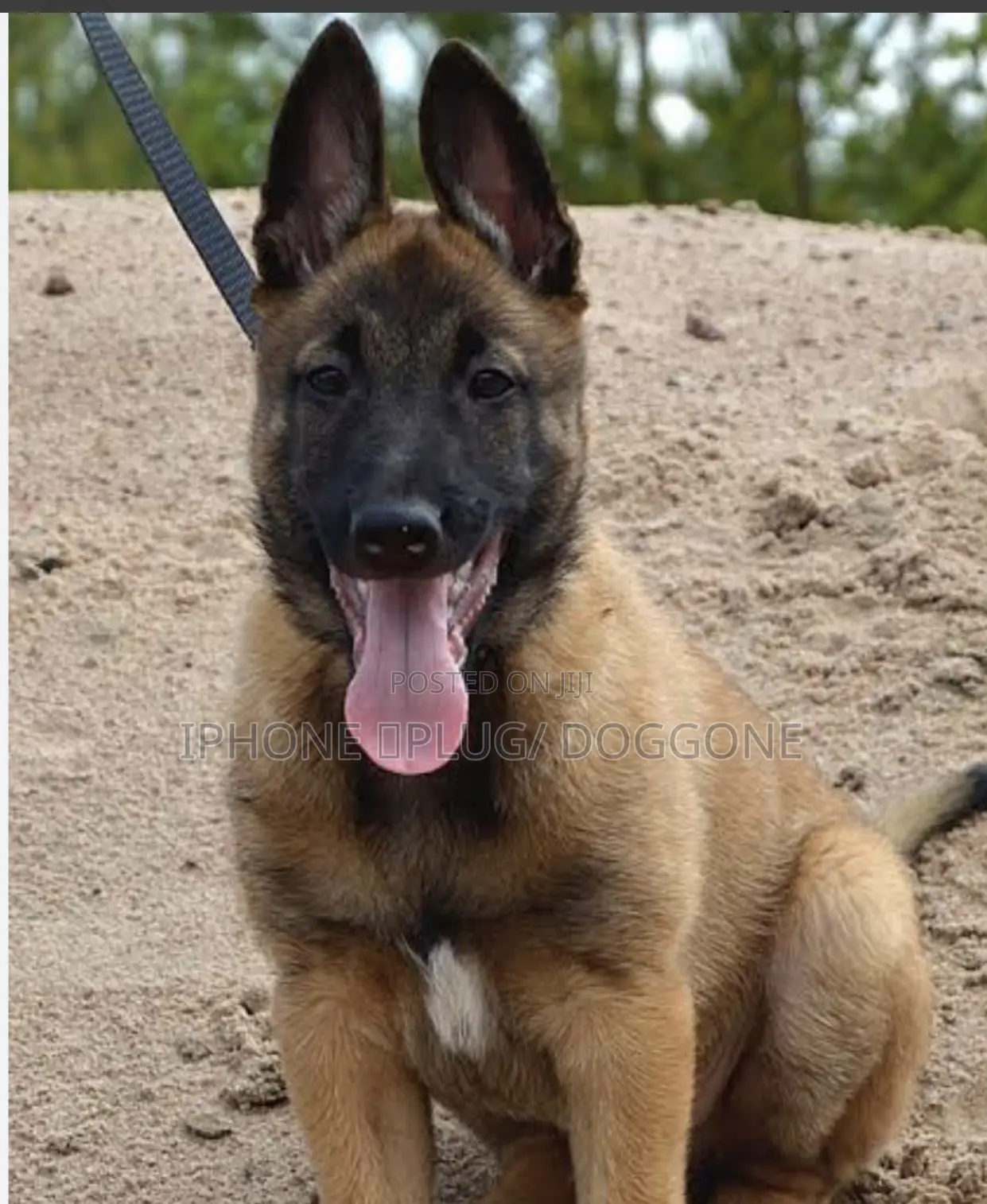 1-3 months Female Purebred Belgian Malinois