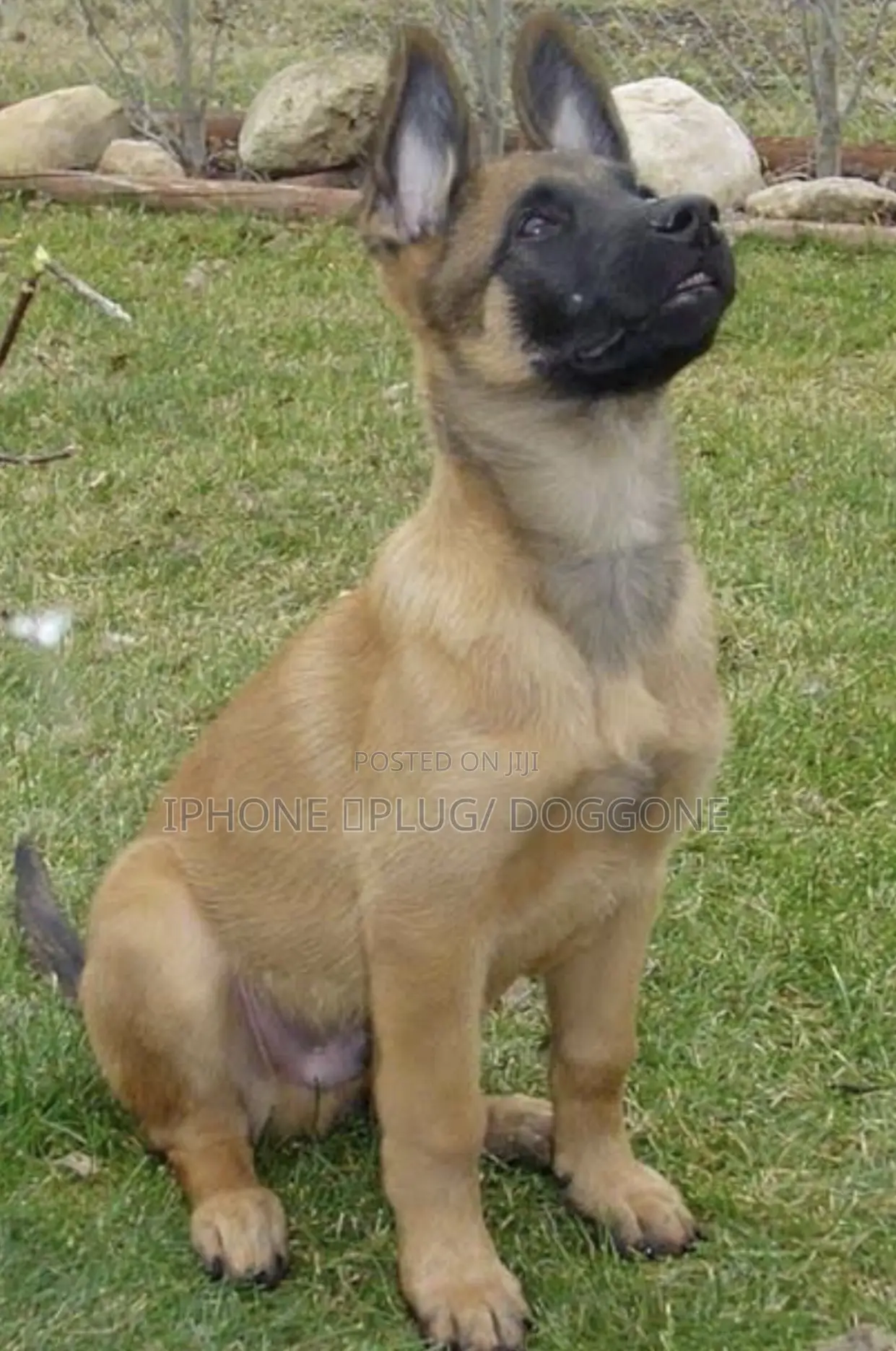 1-3 months Female Purebred Belgian Malinois