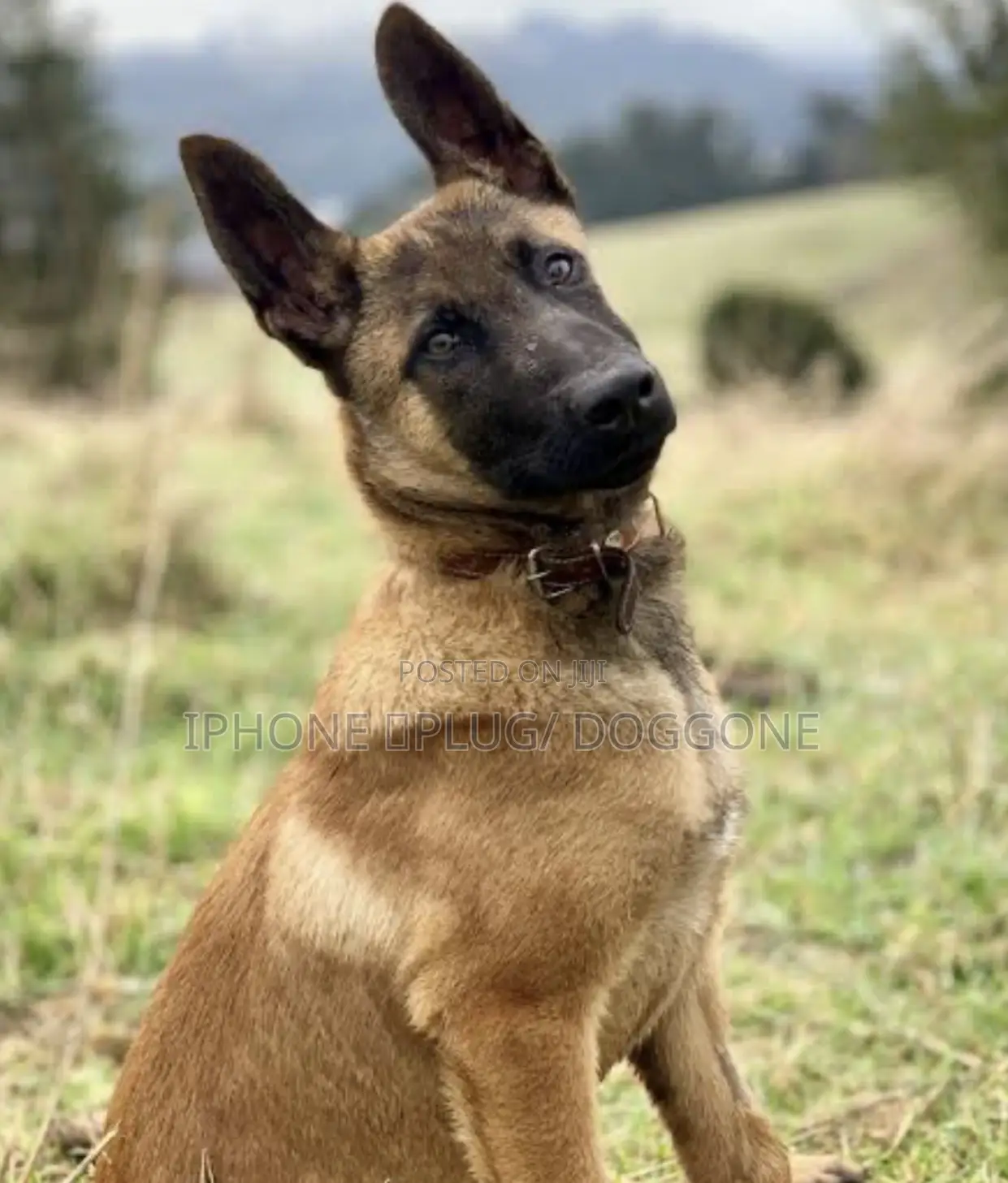 1-3 months Male Purebred Doberman Pinscher