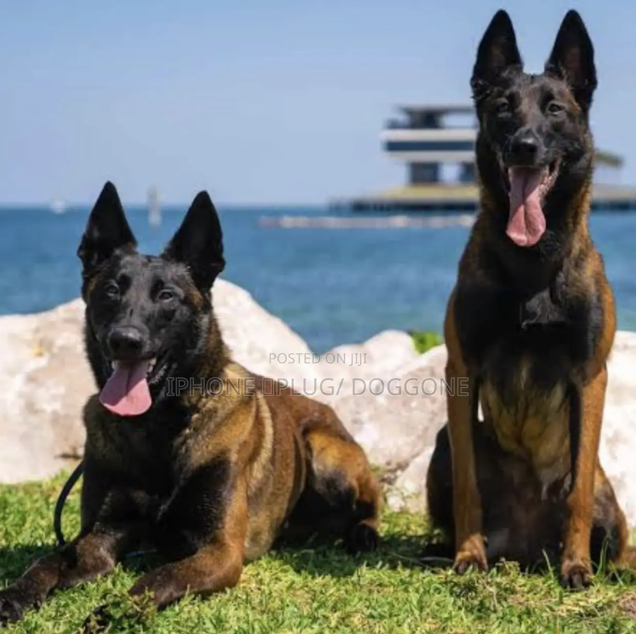 3-6 months Male Purebred Belgian Malinois