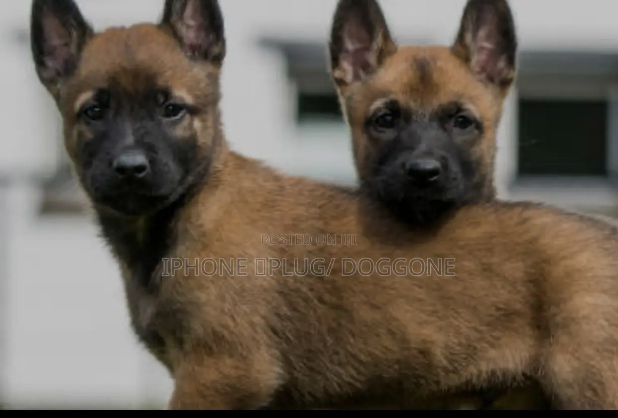 3-6 months Male Purebred Belgian Malinois