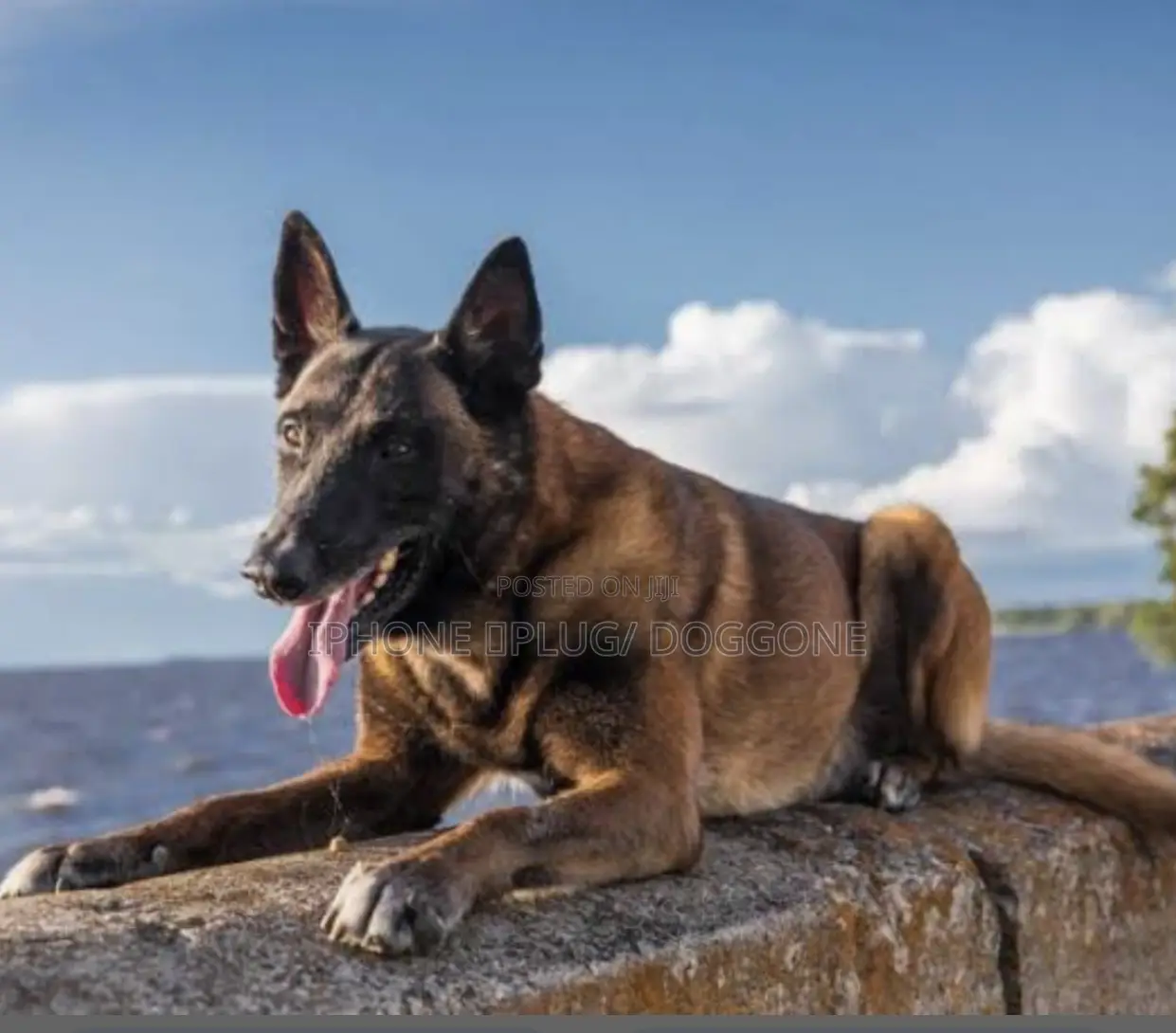 3-6 months Male Purebred Belgian Malinois