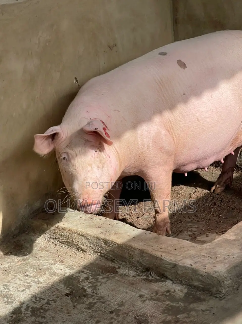 Hybrid Pigs