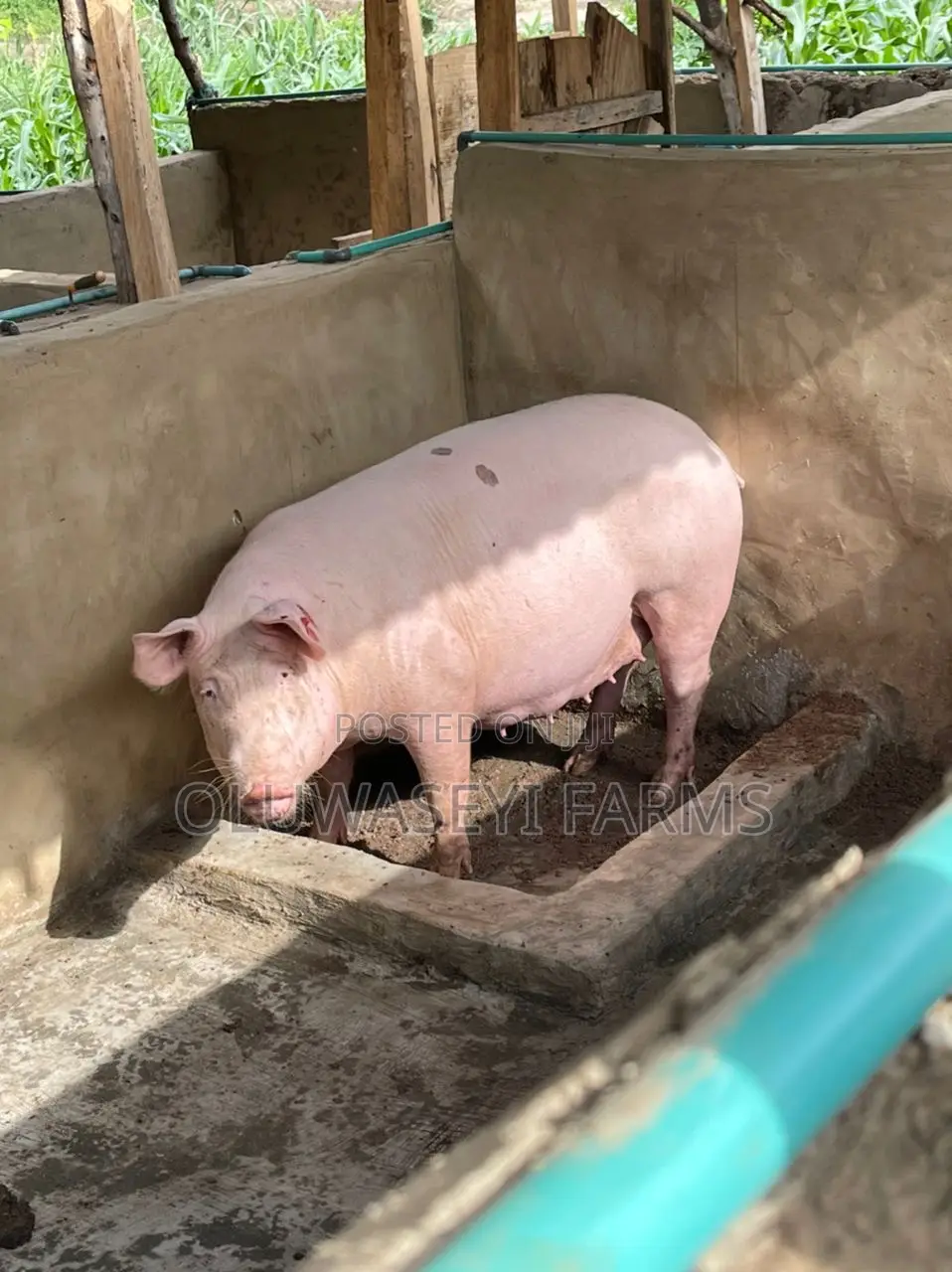 Hybrid Pigs