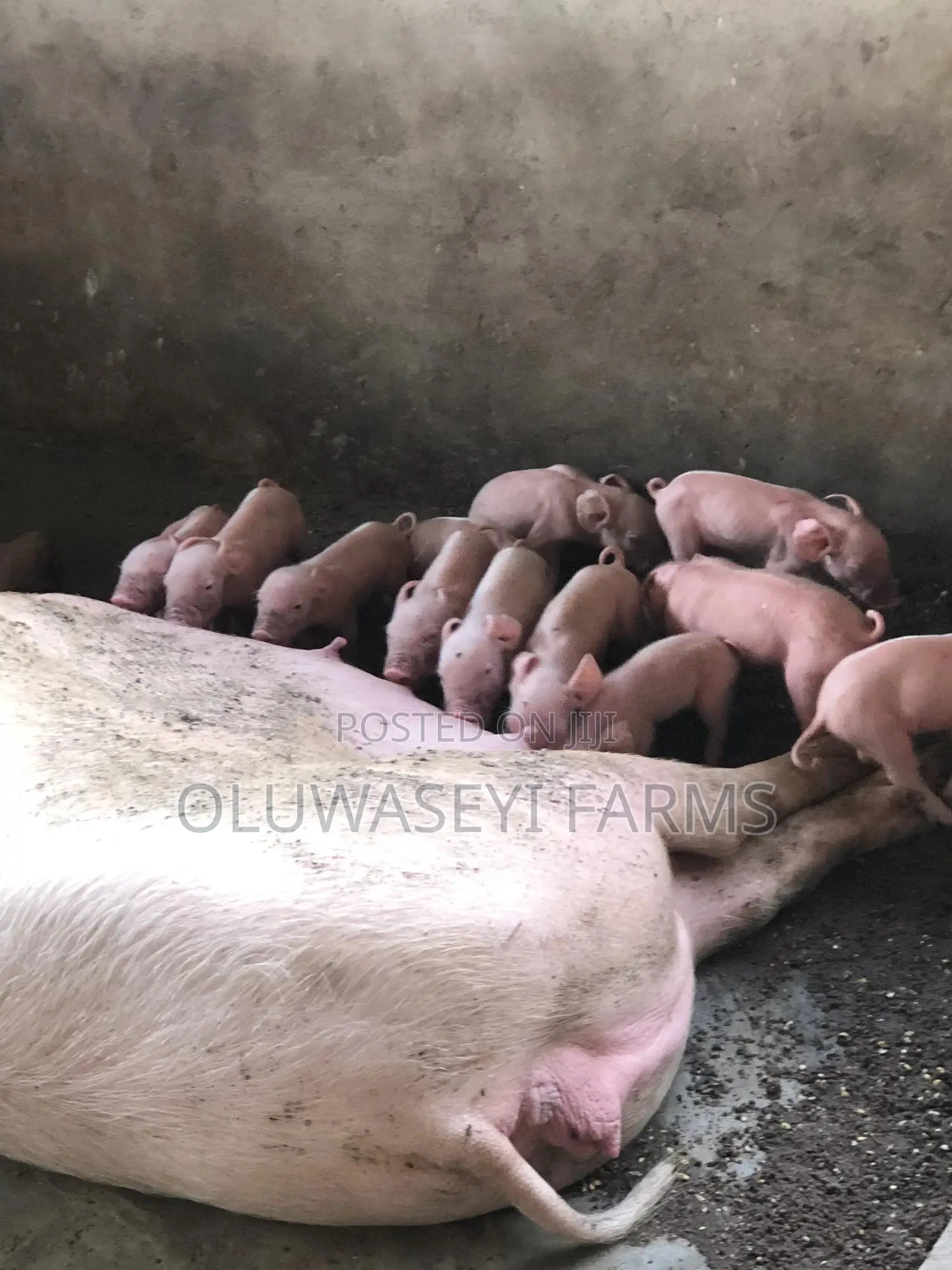 Landrace Pigs
