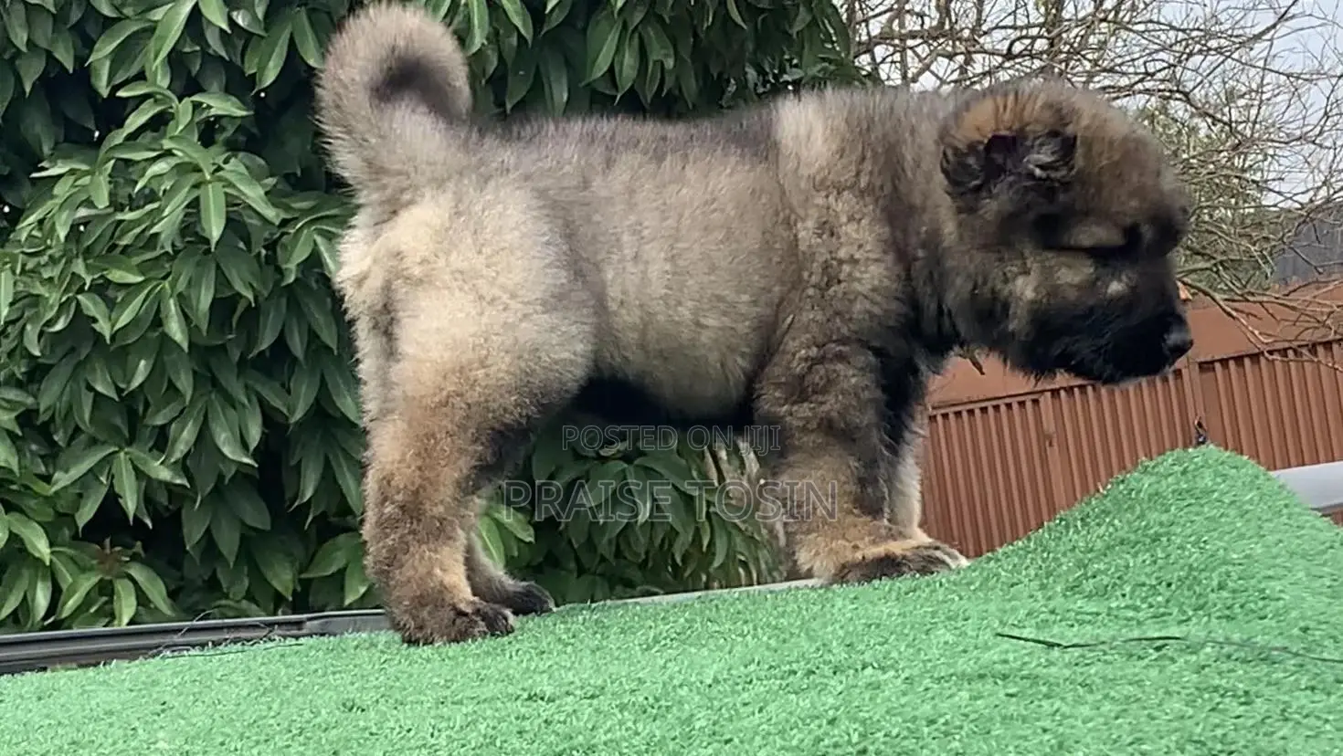 1-3 months Male Purebred Caucasian Shepherd