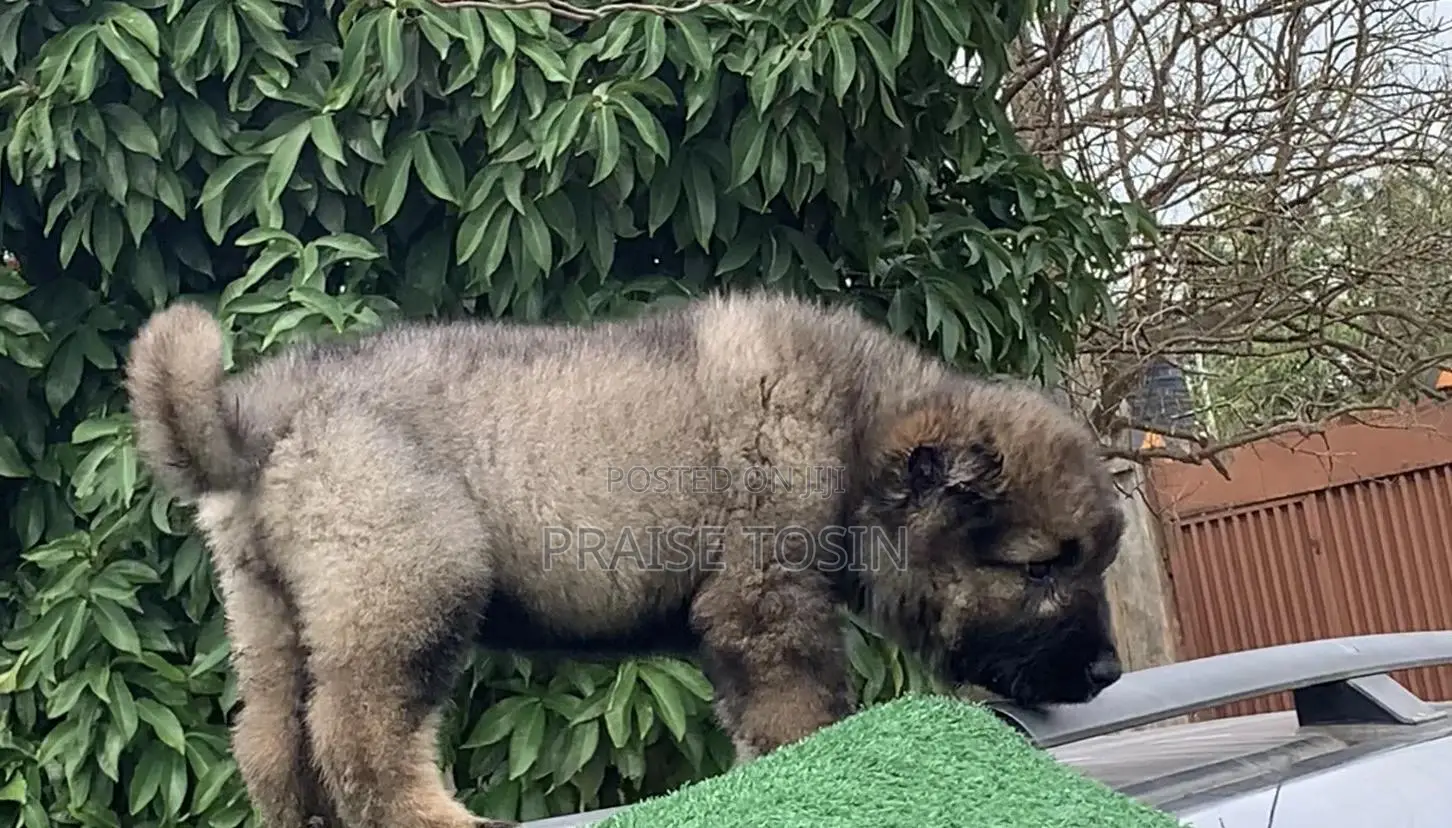 1-3 months Male Purebred Caucasian Shepherd