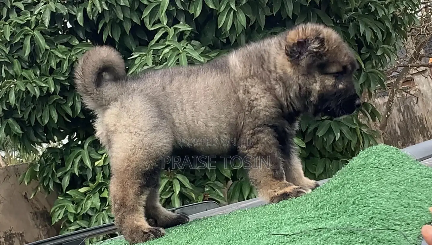 1-3 months Male Purebred Caucasian Shepherd