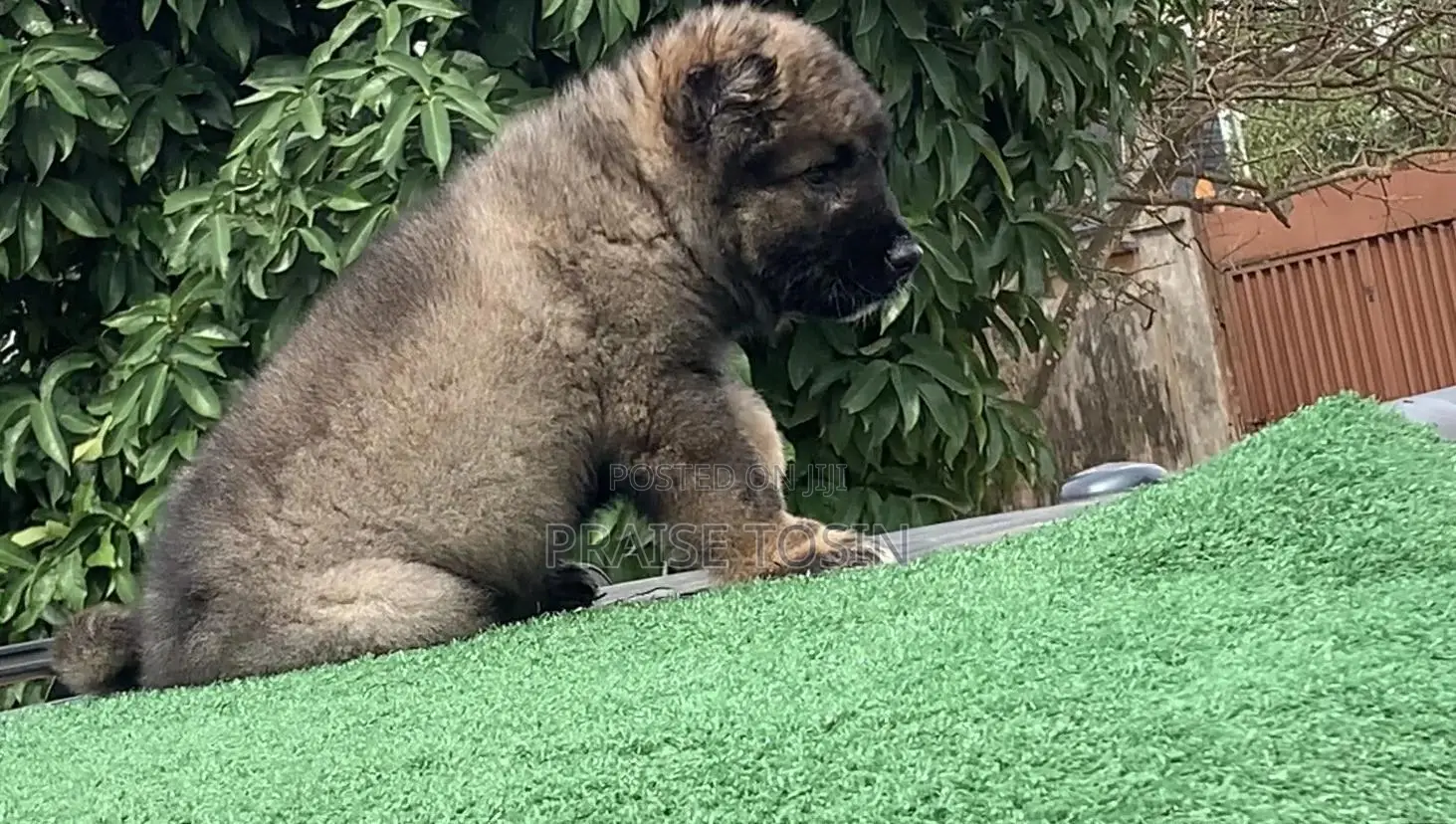 1-3 months Male Purebred Caucasian Shepherd