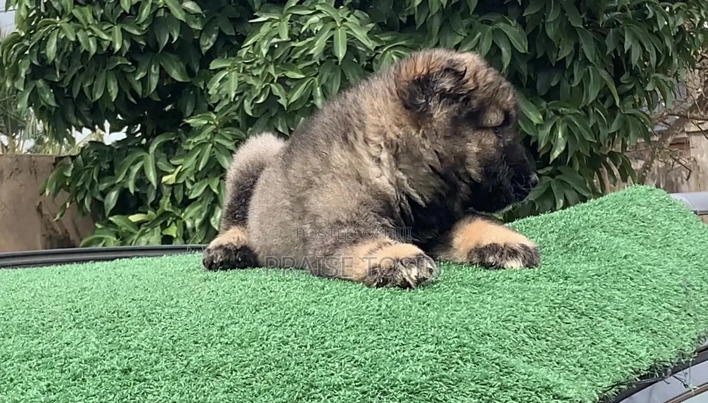 1-3 months Male Purebred Caucasian Shepherd
