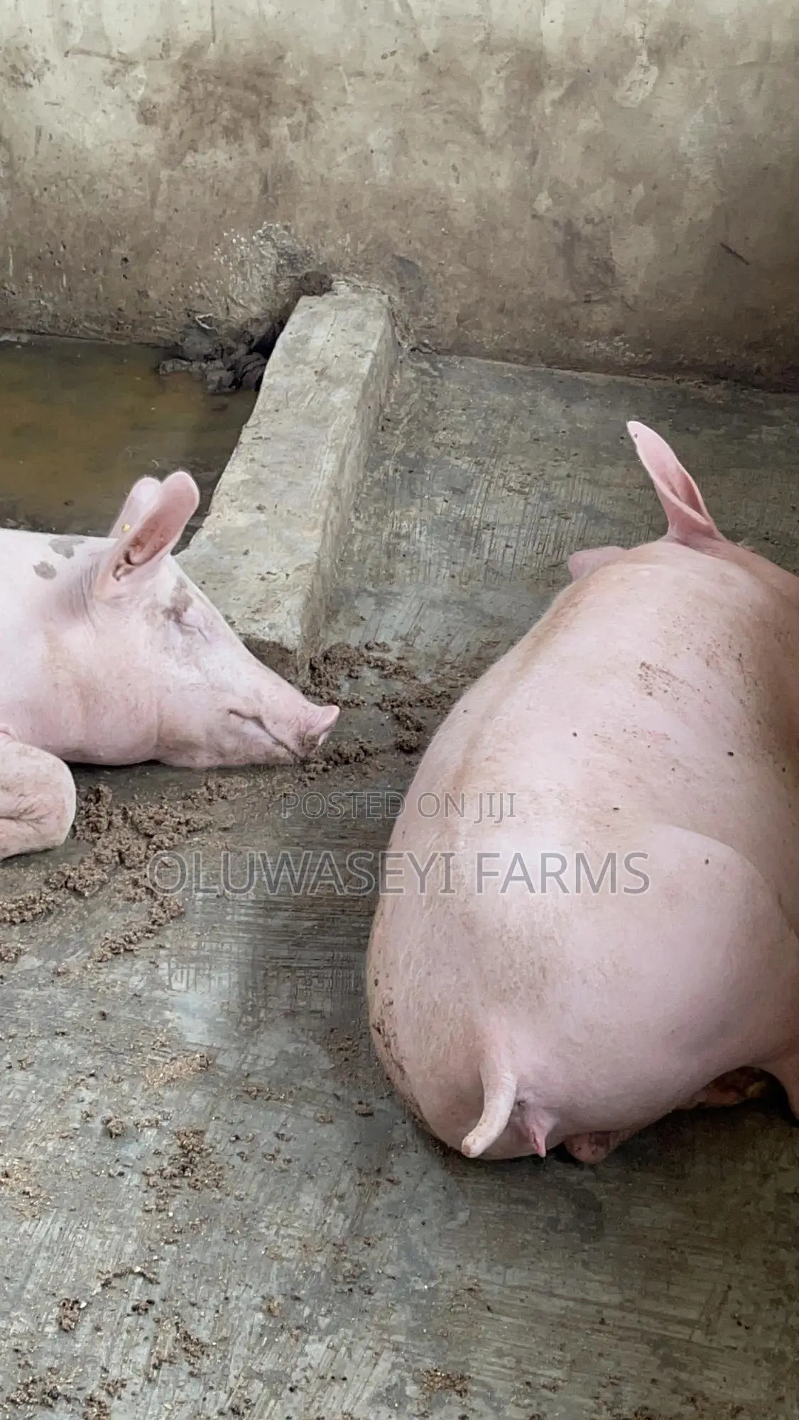 Hybrid Pigs