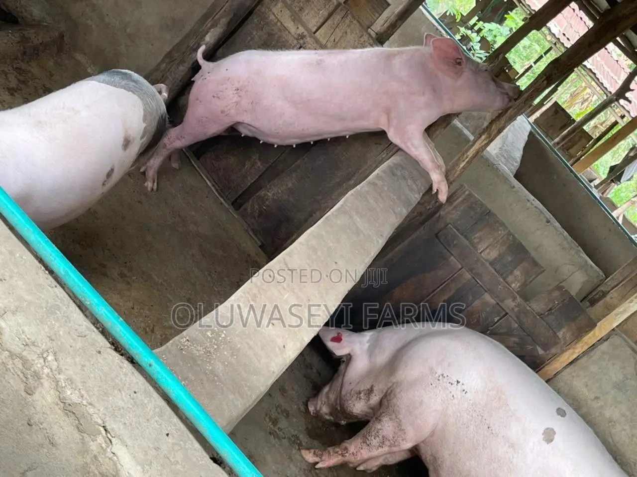 Hybrid Pigs