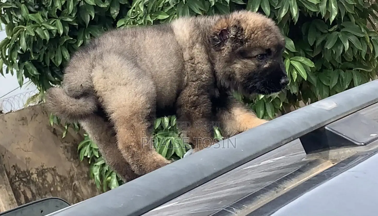 1-3 months Male Purebred Caucasian Shepherd