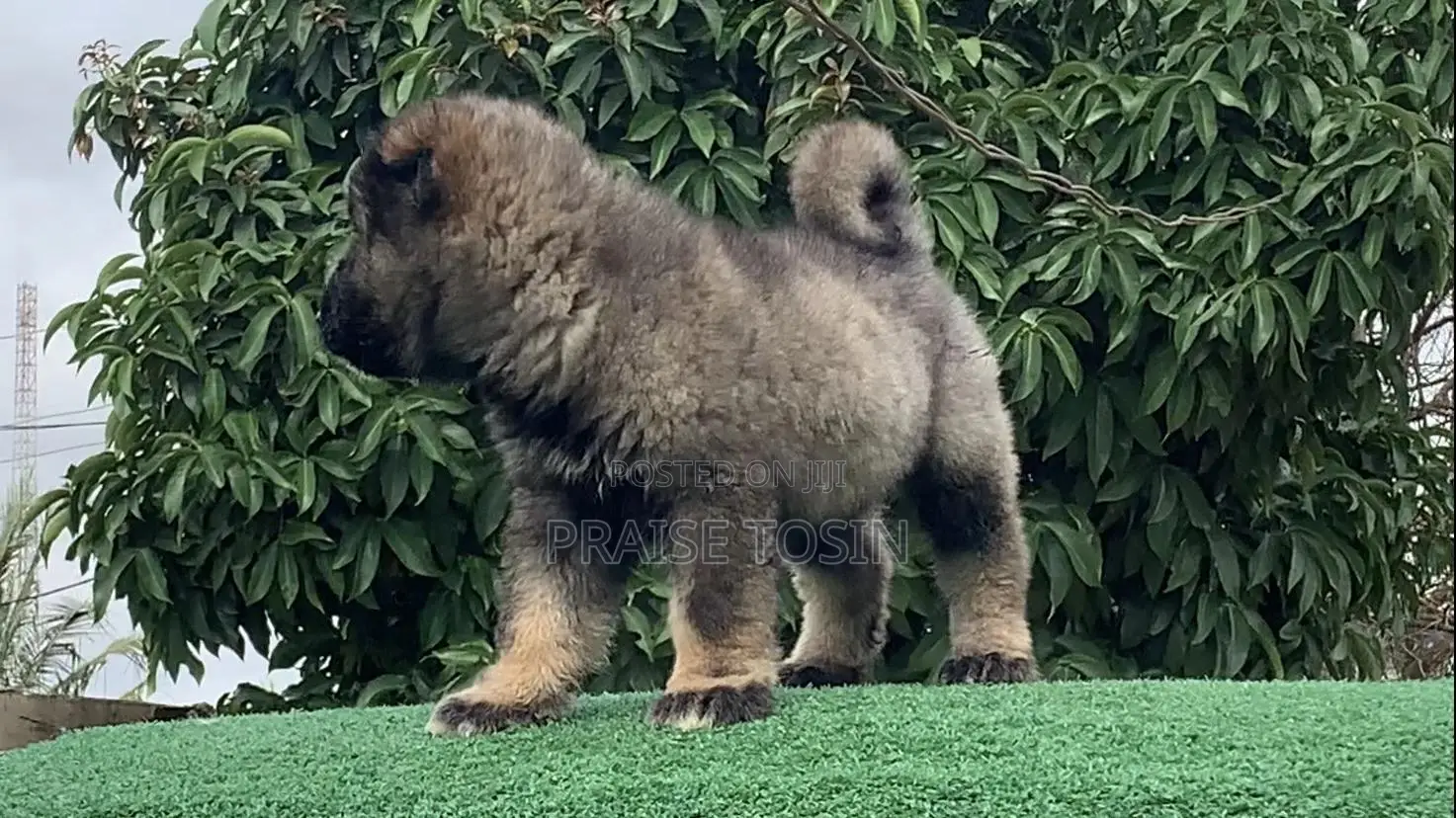 1-3 months Male Purebred Caucasian Shepherd