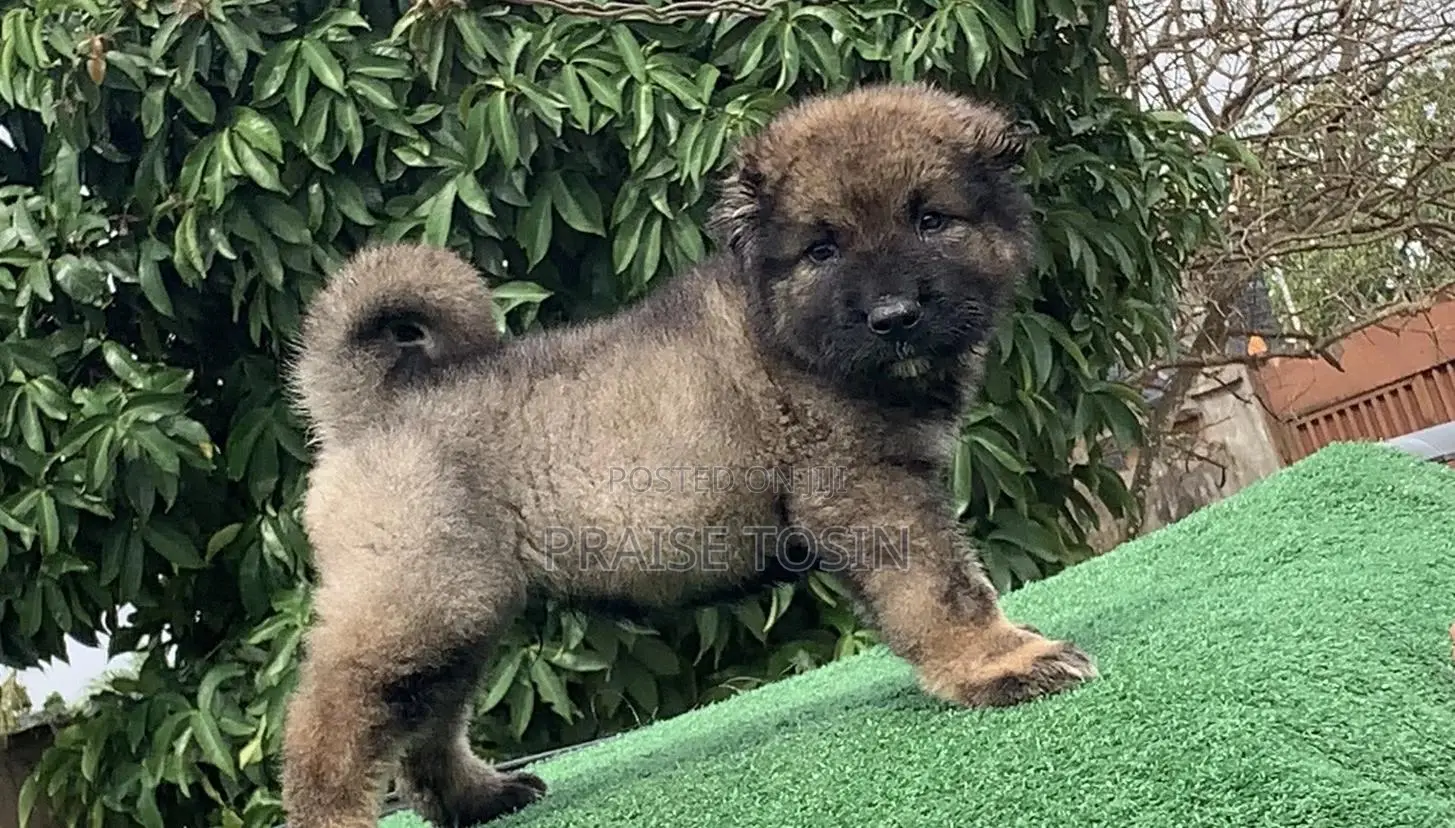 1-3 months Male Purebred Caucasian Shepherd