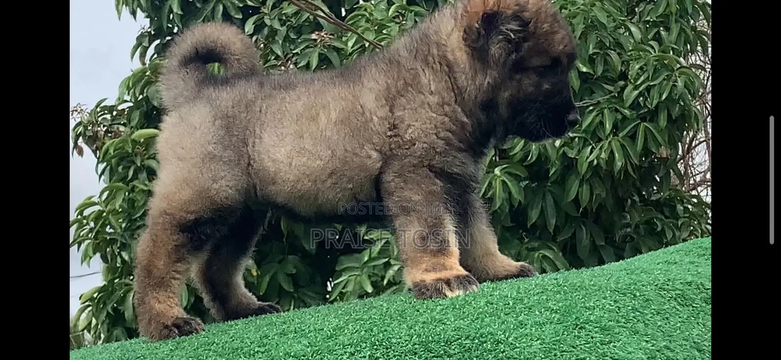 1-3 months Male Purebred Caucasian Shepherd