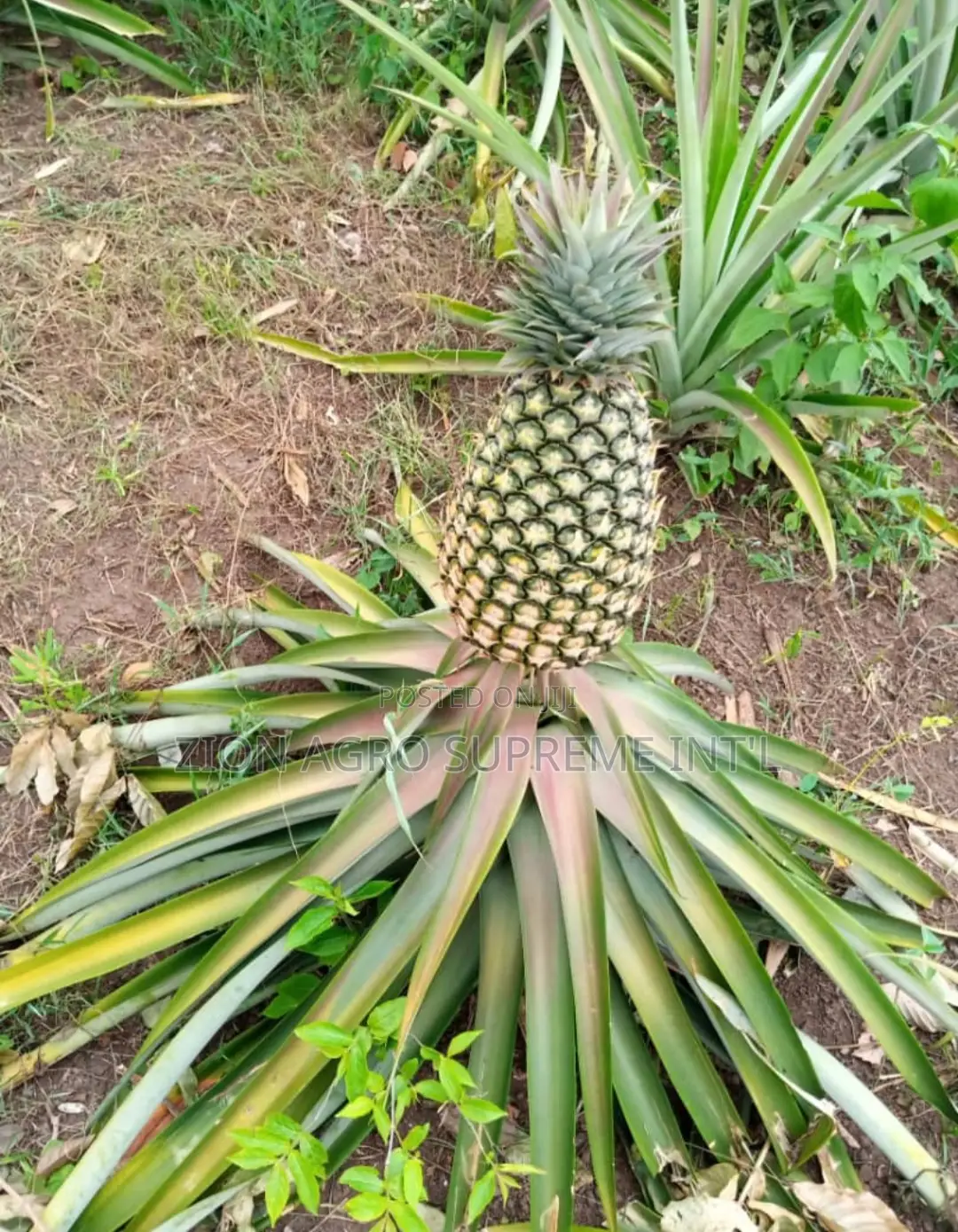 Pineapple Suckers