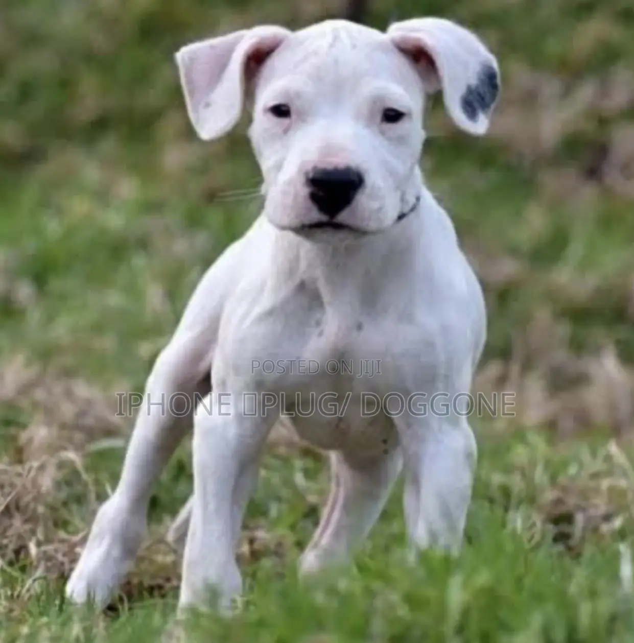 1-3 months Female Purebred Dogo Argentino