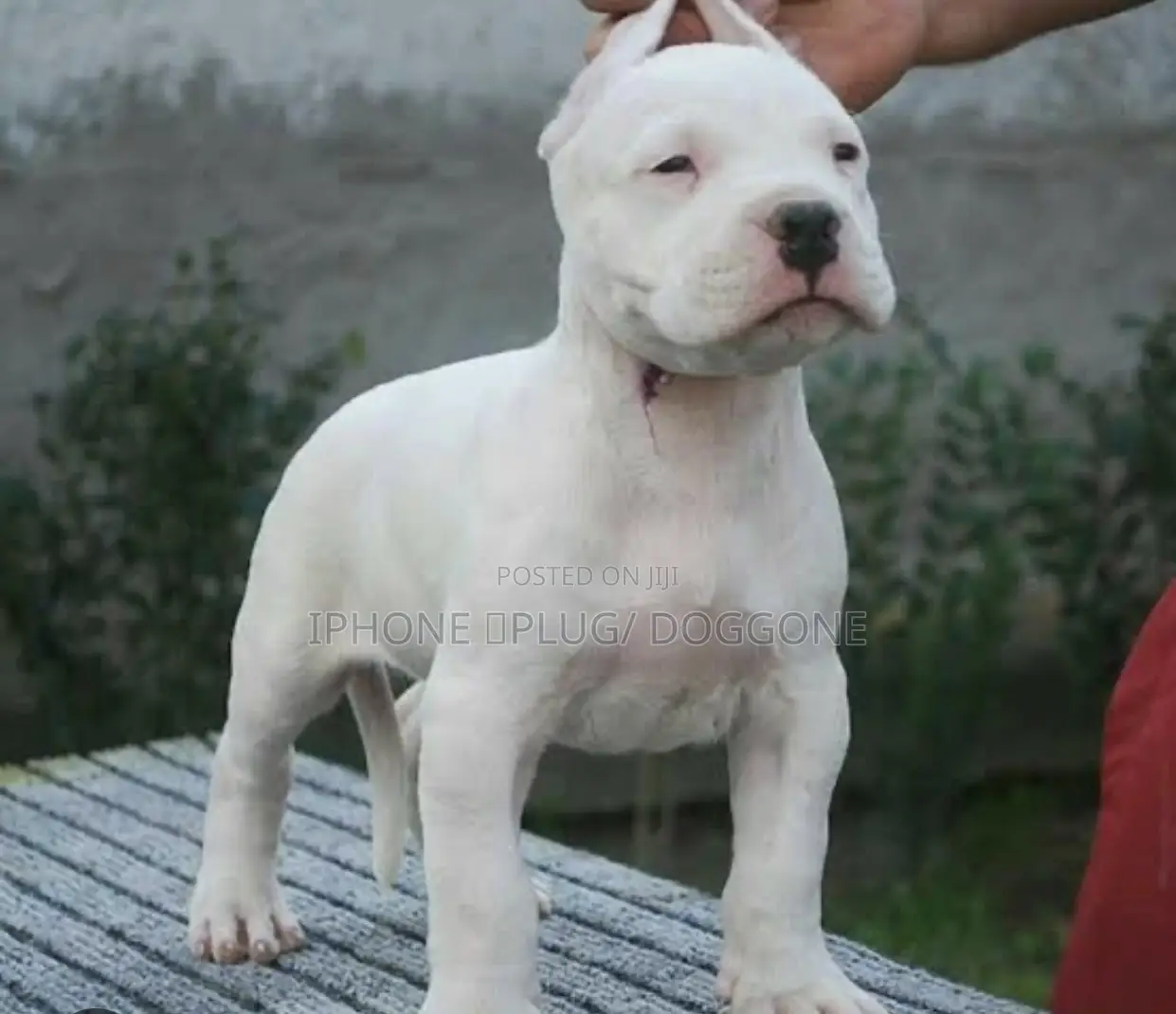 1-3 months Female Purebred Dogo Argentino