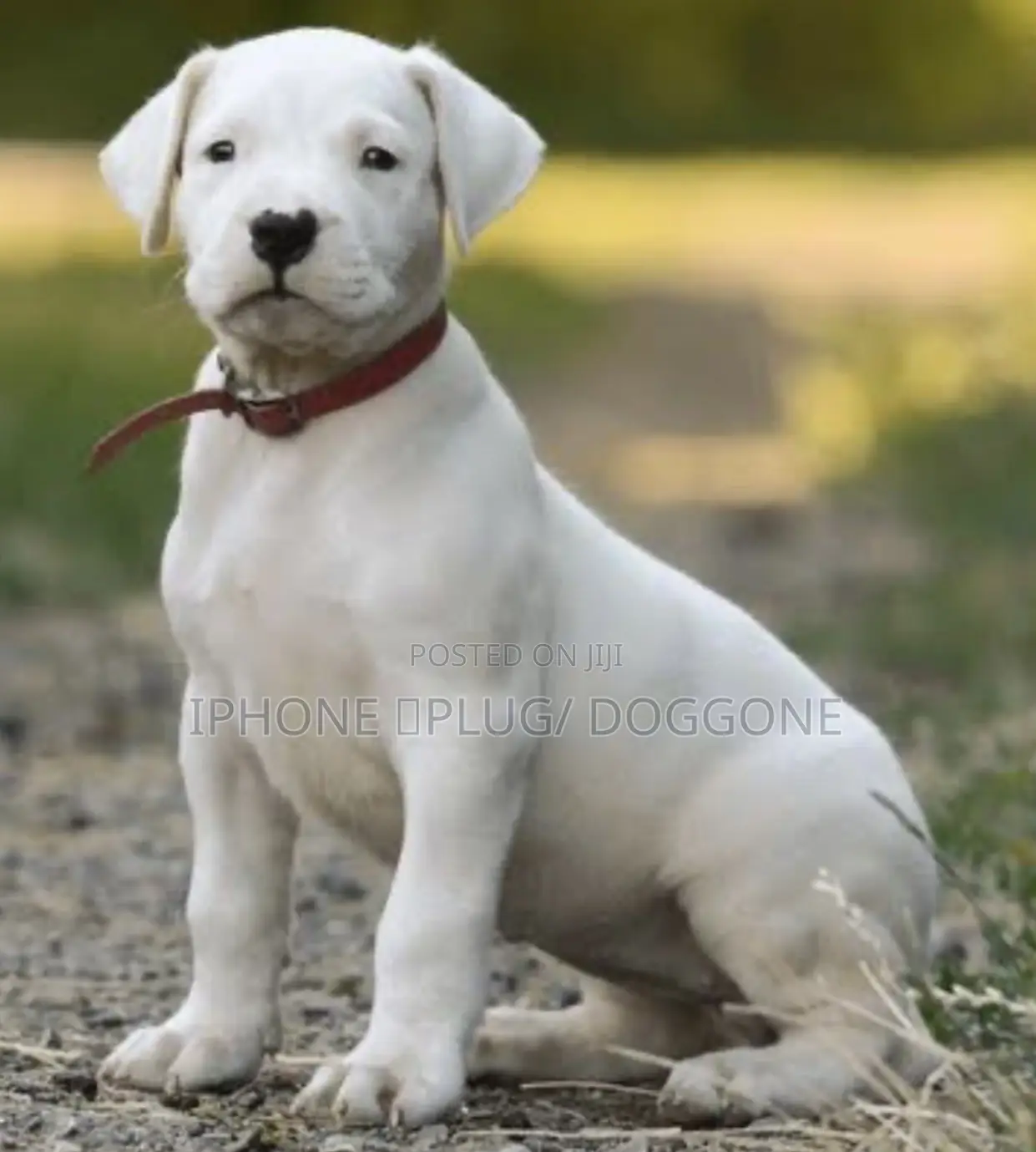 1-3 months Female Purebred Dogo Argentino
