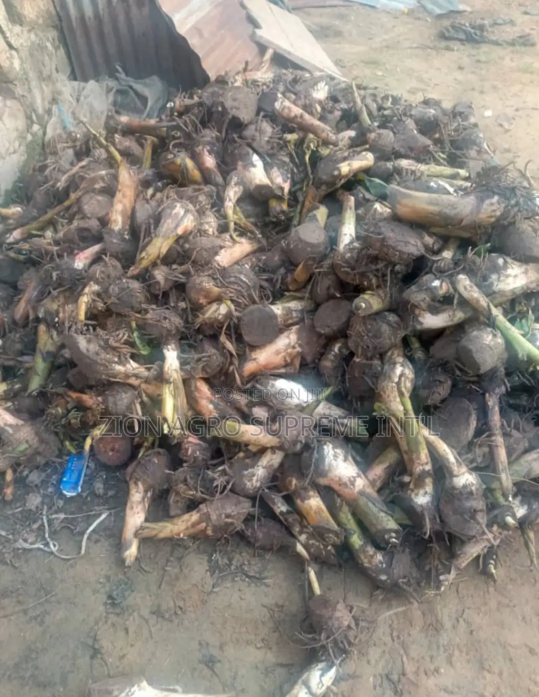 Plantain Suckers (Giant Elephant )