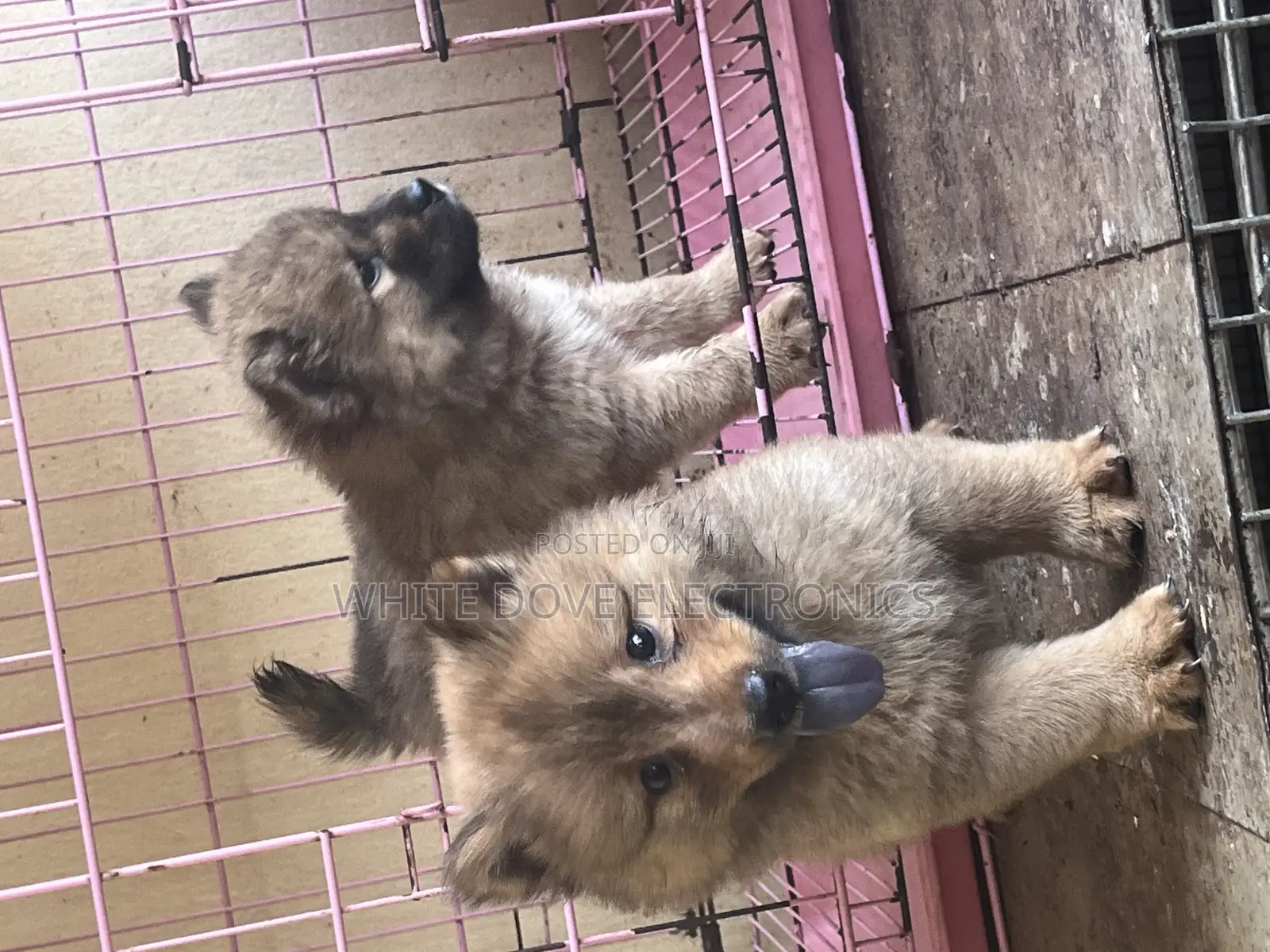 1-3 months Female Purebred Chow Chow
