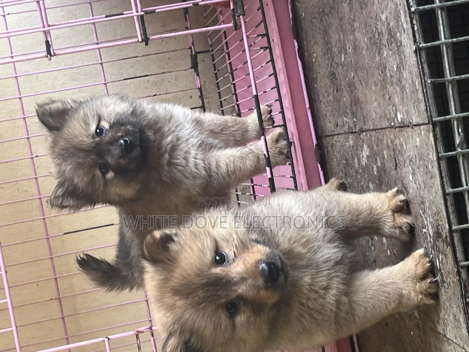 1-3 months Female Purebred Chow Chow