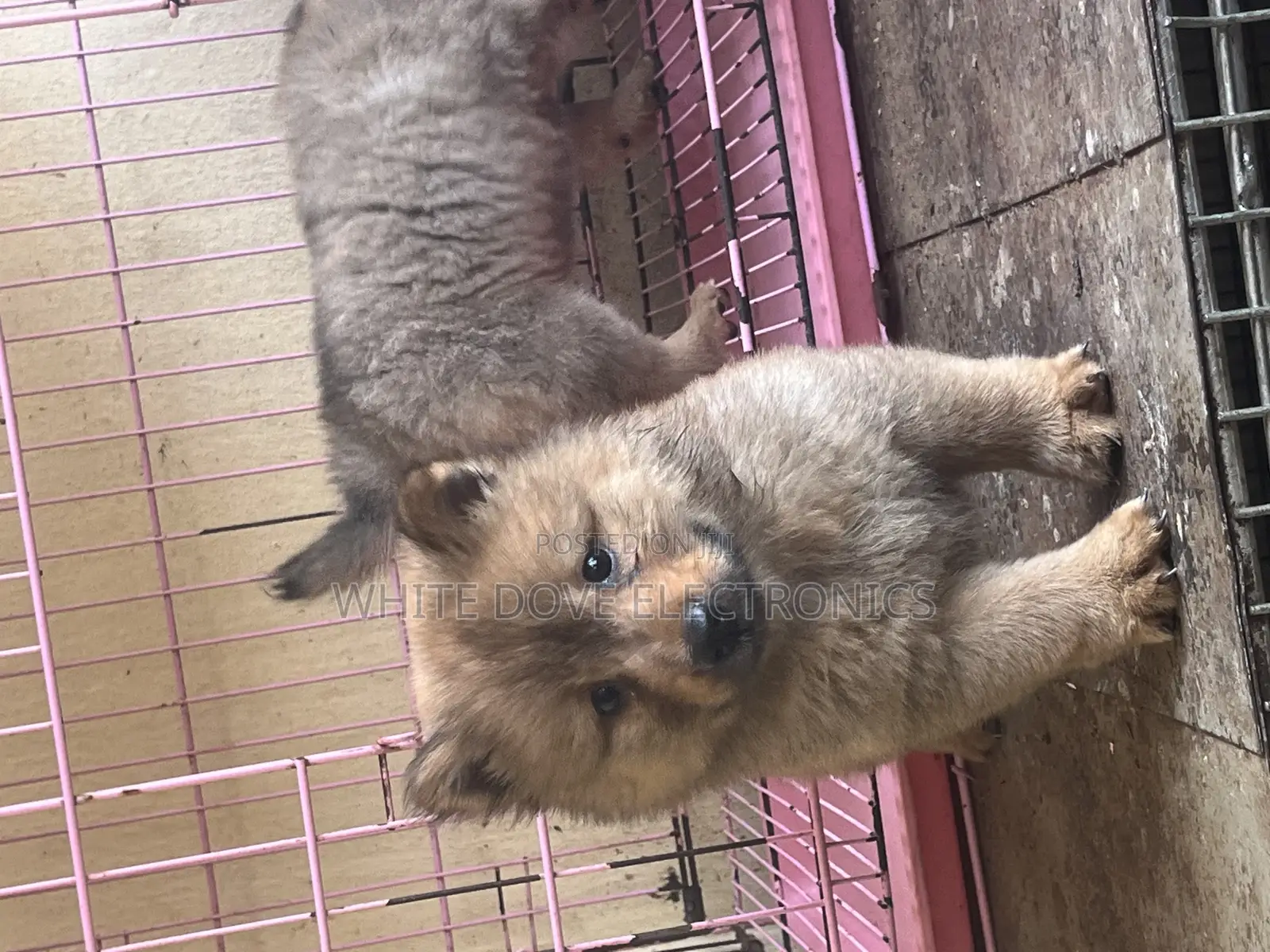 1-3 months Female Purebred Chow Chow