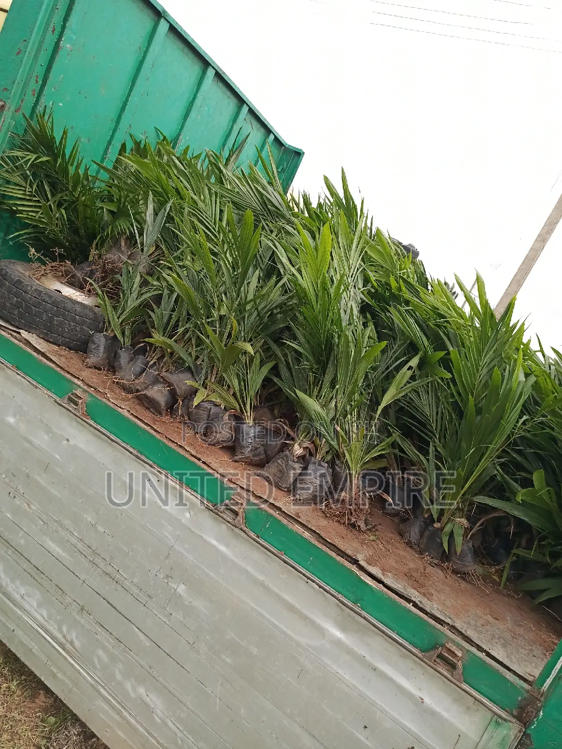 Advance Quality Treated Tenera Oil Palm Seedlings
