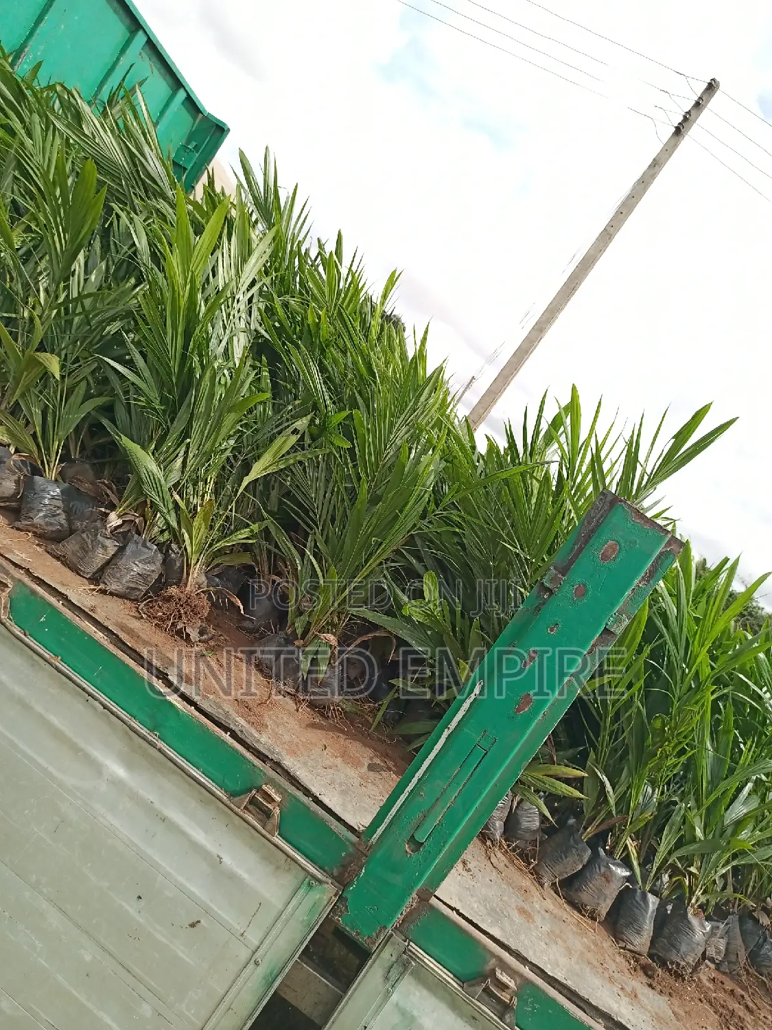 Advance Quality Treated Tenera Oil Palm Seedlings
