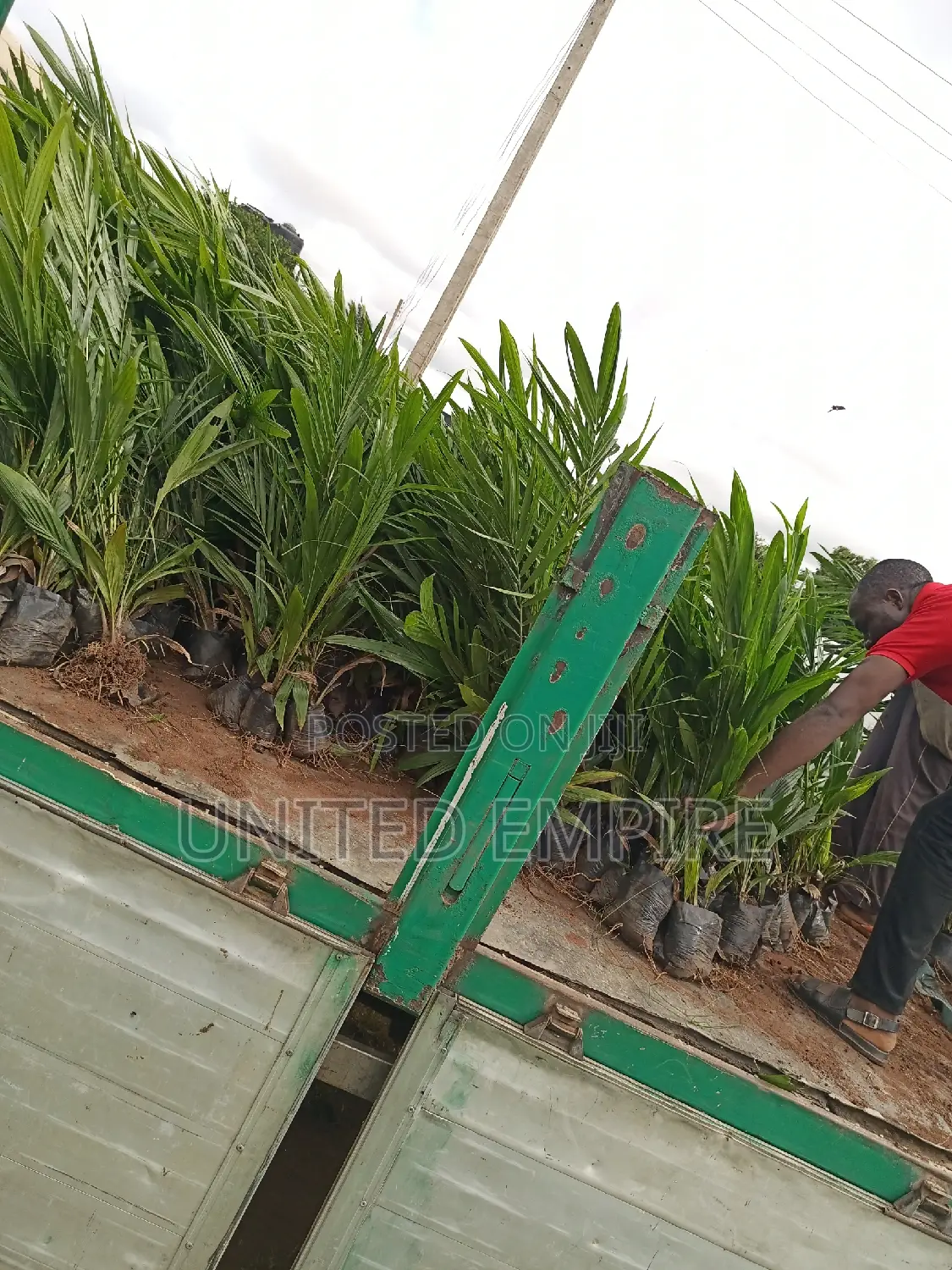 Advance Quality Treated Tenera Oil Palm Seedlings